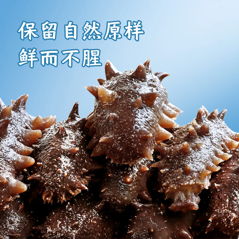 参太太【5-6头1斤】高品质鲜海参大连厂家冷链直发福利辽刺参