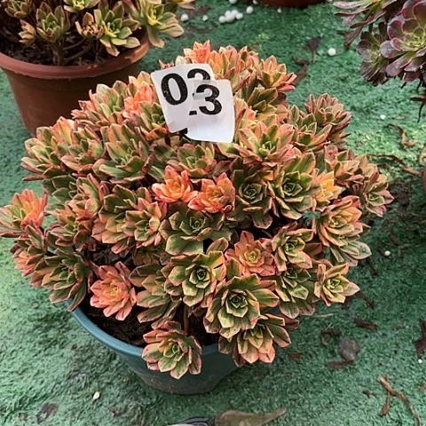 【闪购商品】红陶300CM及以上甜茶2-3