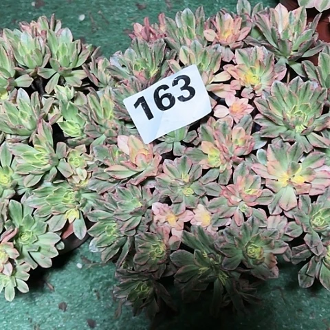 【闪购商品】红陶300CM及以上163甜茶两颗2.3