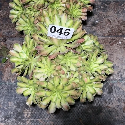 【闪购商品】红陶300CM及以上46韶华1