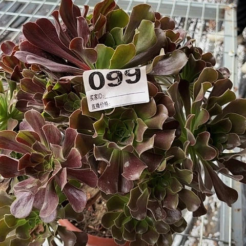 【闪购商品】红陶300CM及以上1-2欧若啦