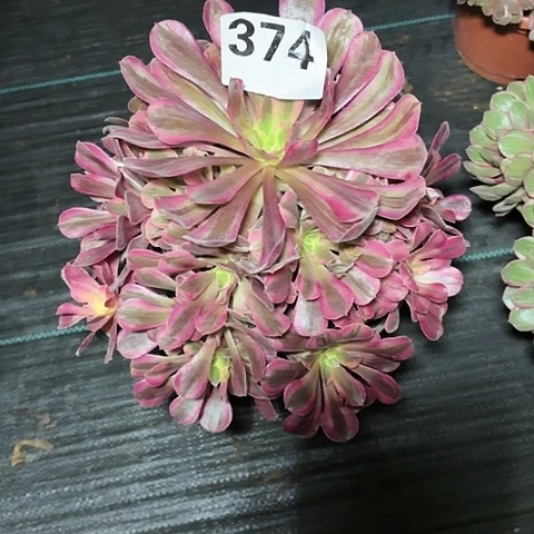 【闪购商品】374美杜莎2-10