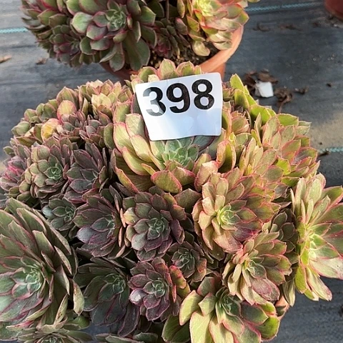 【闪购商品】?****?398莲花2.10