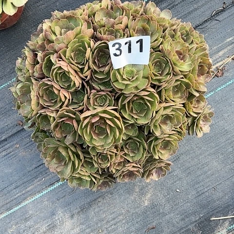 【闪购商品】311万圣节2-16