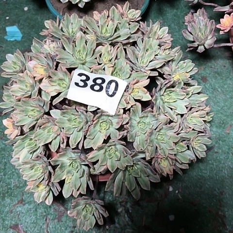 【闪购商品】阳*380甜茶花