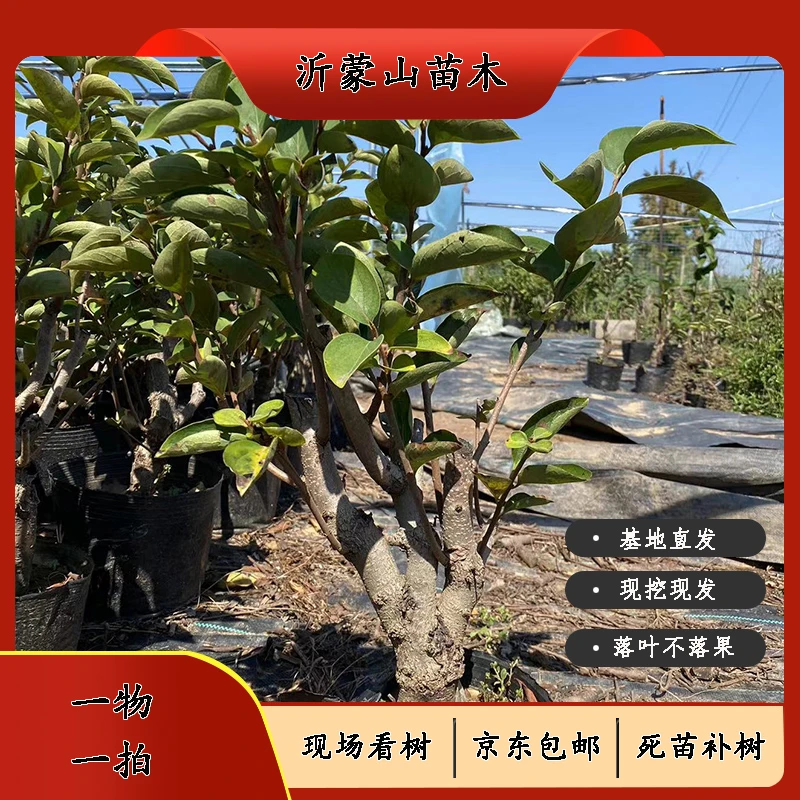 盆栽地栽绿植花卉南北方种植柿子花卉绿植庭院种植金银花