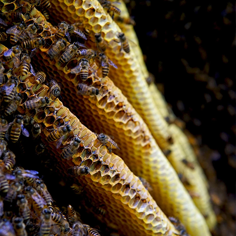 贵州高山正宗高山土蜂蜜无添加