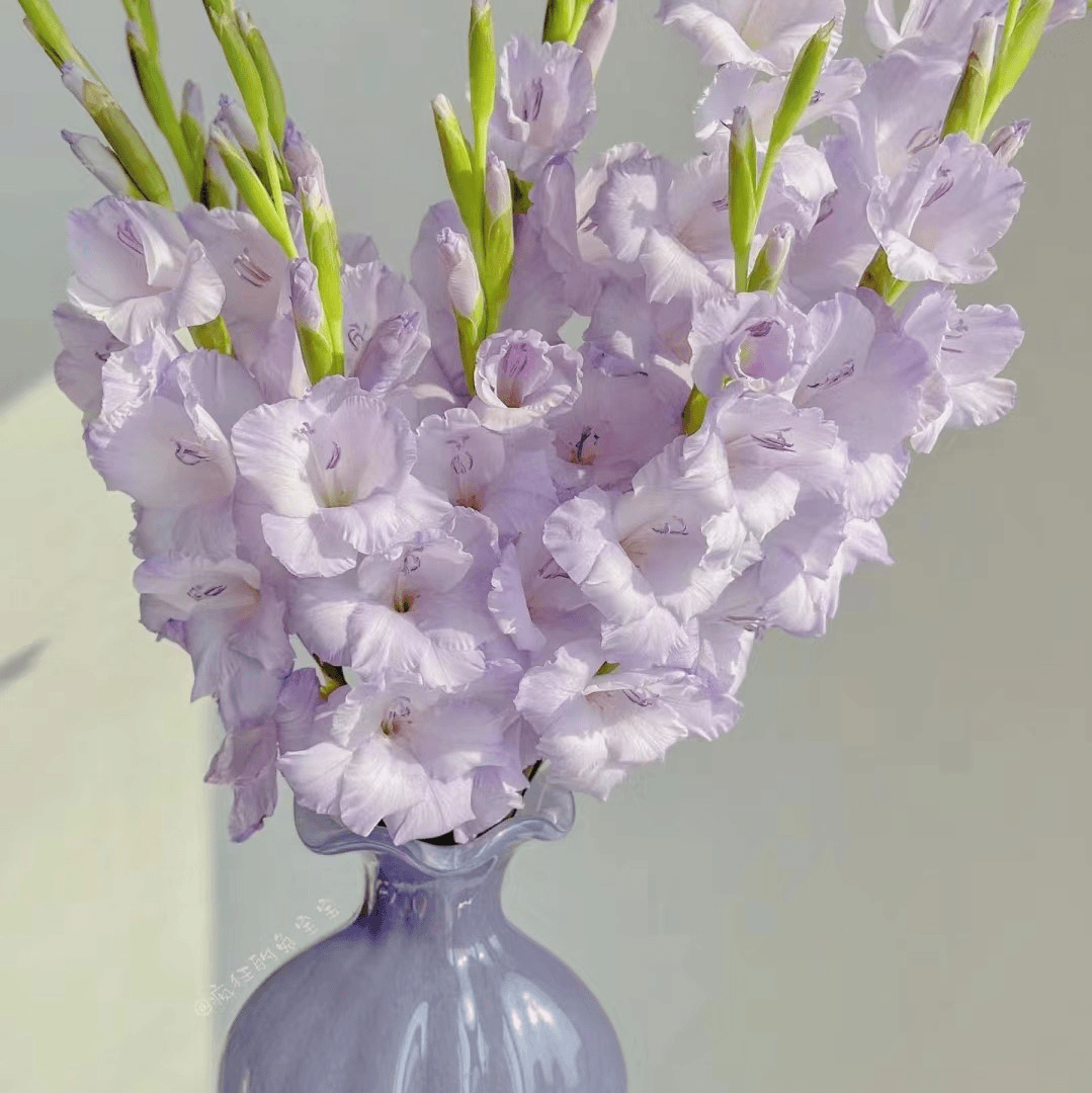 【香芋紫色剑兰】A级剑兰云南鲜花剑兰基地直发