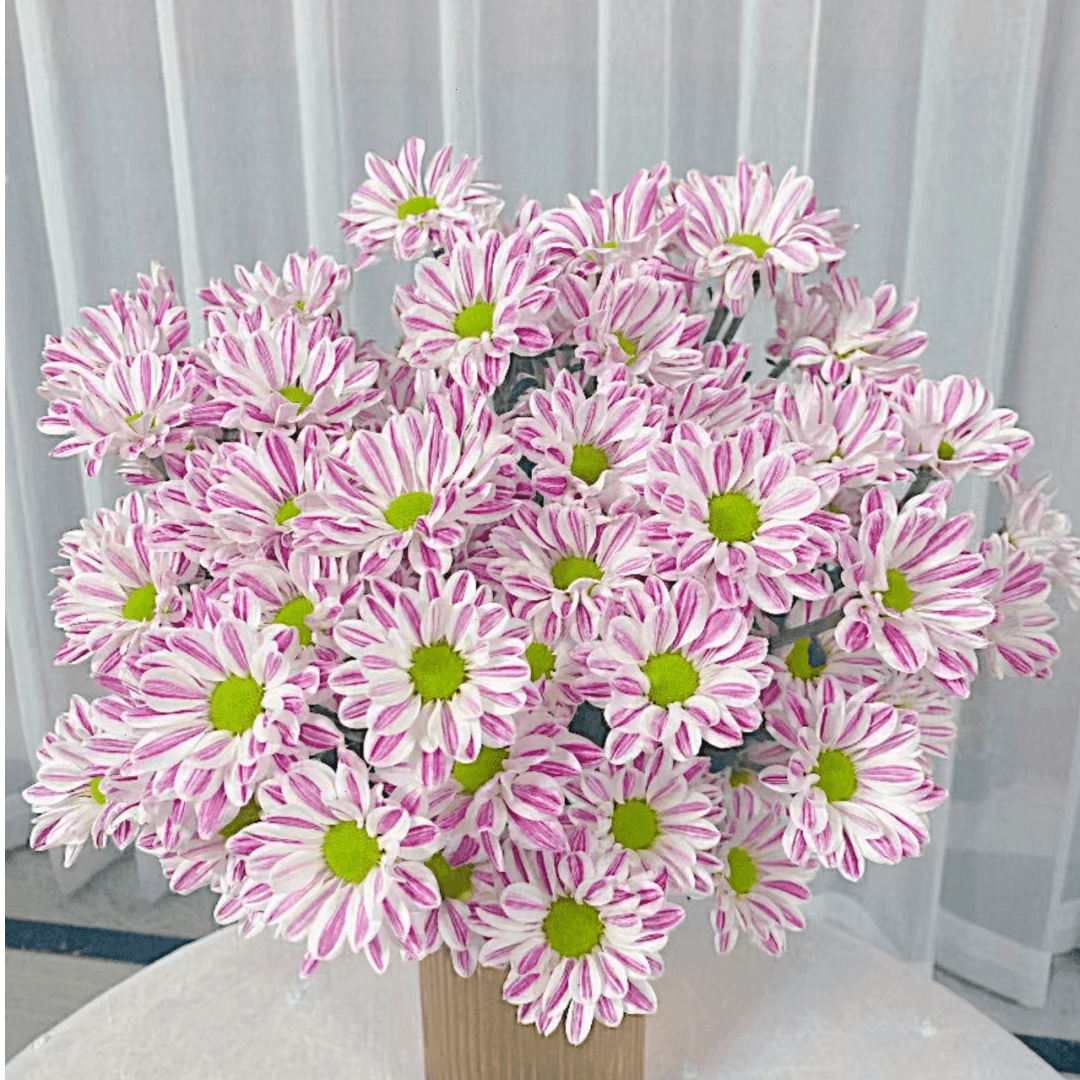 【粉斑纹小菊】A级混色小菊高品质鲜花云南【一单顺丰丨两单空运】