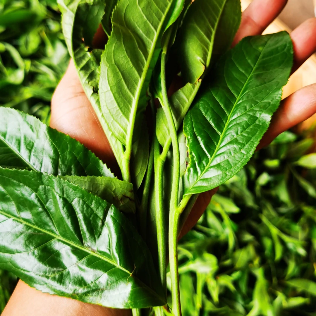 0000年  福利饼打包茶