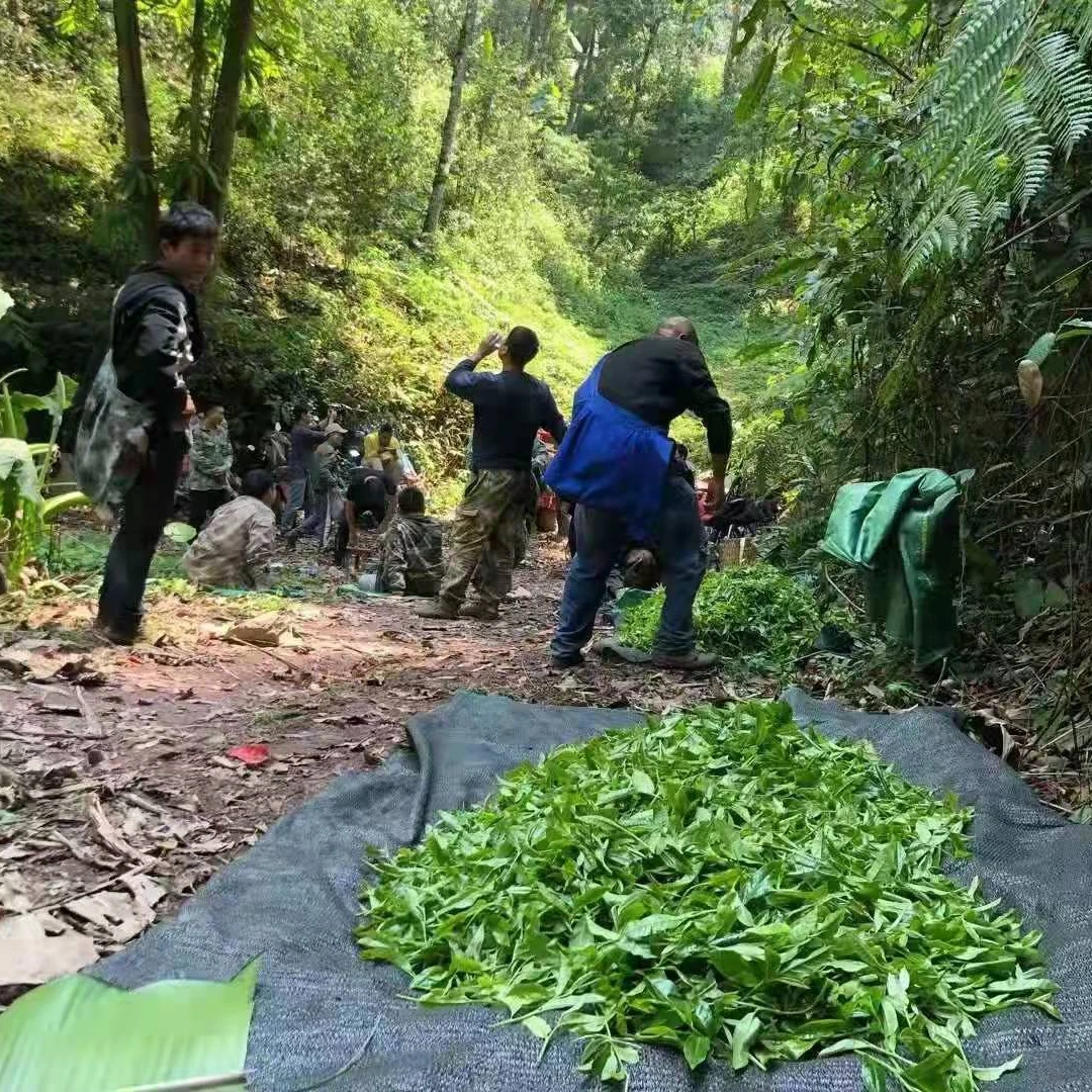 2023年  易武  秘境003散茶100克散茶