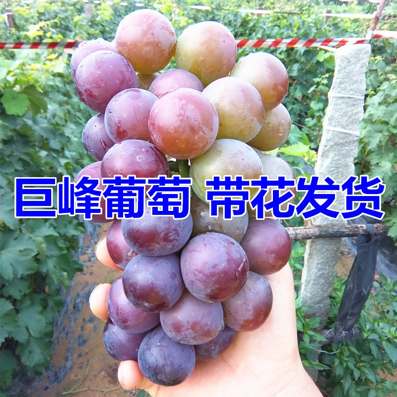 巨峰葡萄苗寒香蜜阳光玫瑰葡萄树苗无籽南方北方种植盆栽庭院爬藤
