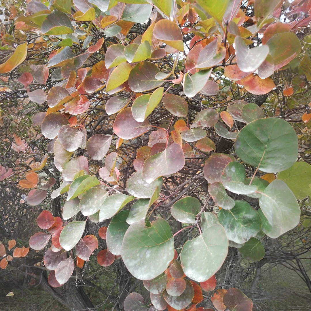 红叶子小盆栽室内室外都好养适合庭院地栽的黄栌