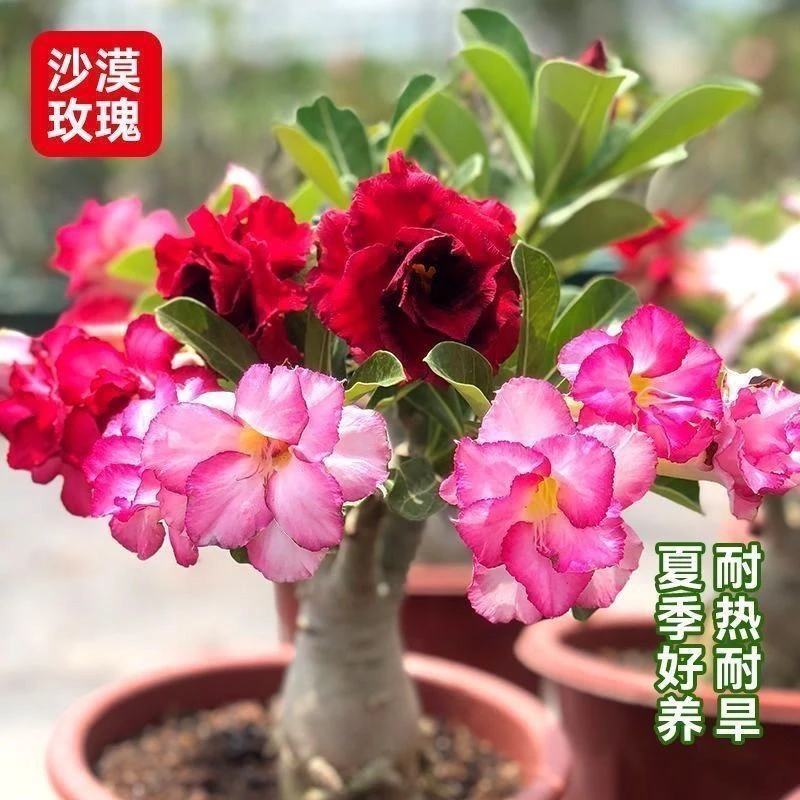 E1重瓣沙漠玫瑰花苗盆栽四季花卉绿植物老桩室内阳台盆景开花不断