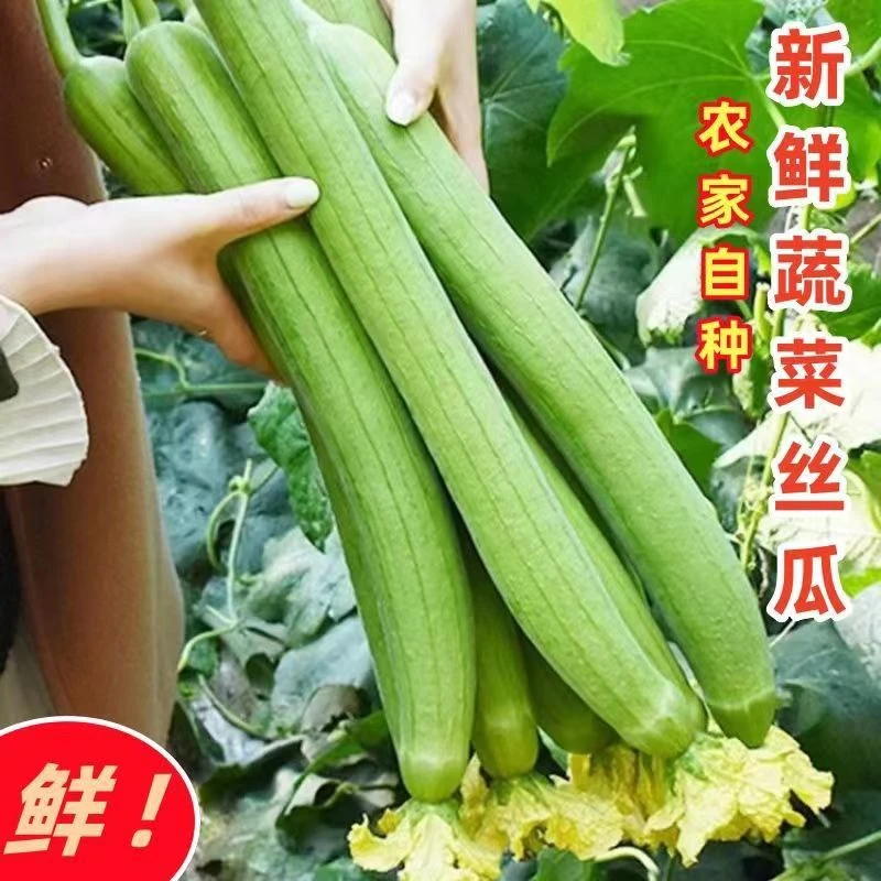 山东新鲜现摘丝瓜2斤左右