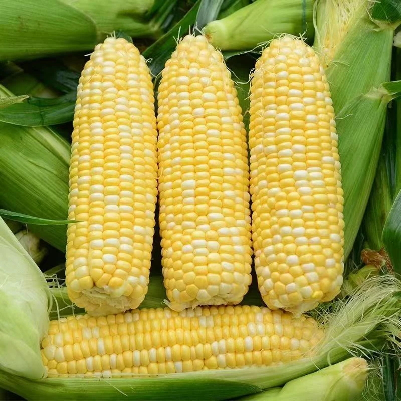 山东新鲜水果玉米5根