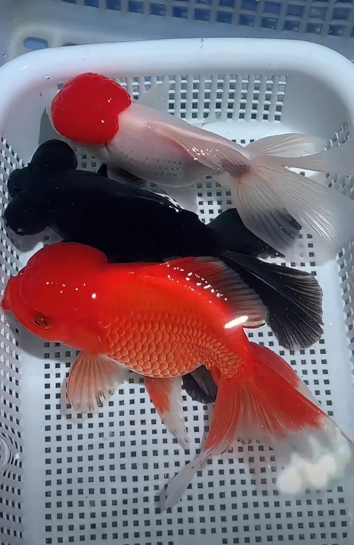 金鱼组合装观赏鱼顶红红狮毛狮龙睛元宝狮泰狮玉兔冷水鱼好养活