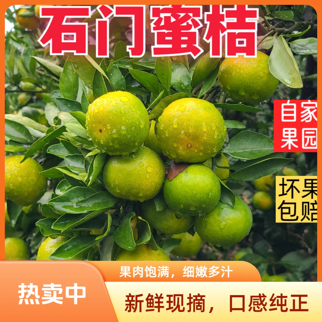 湖南石门柑橘早熟蜜桔橘子水果清甜多汁果园现摘现发3斤5斤9斤装