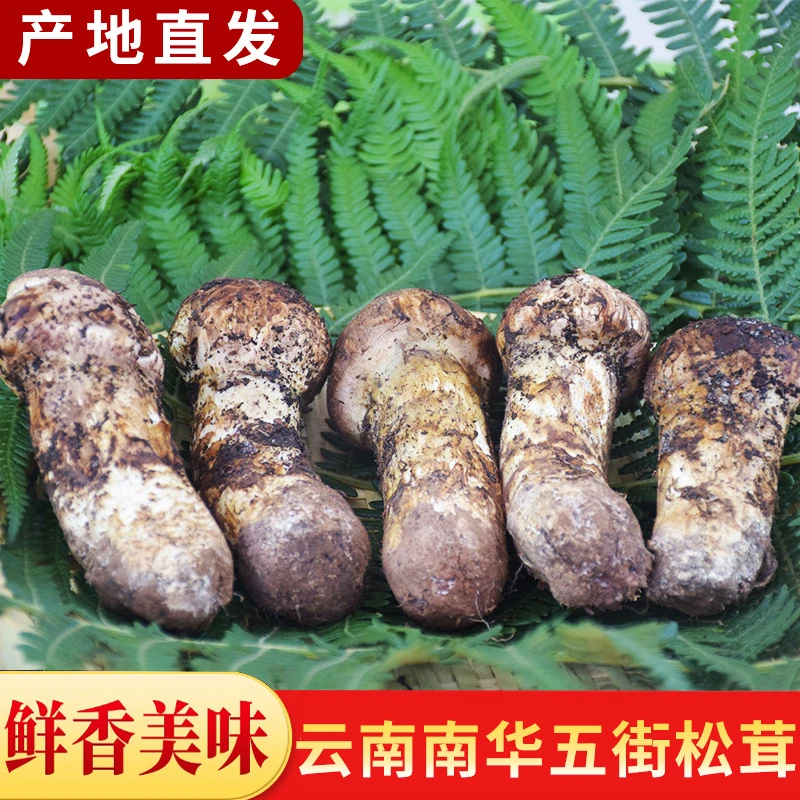 南华五街特产五街松茸速冻品