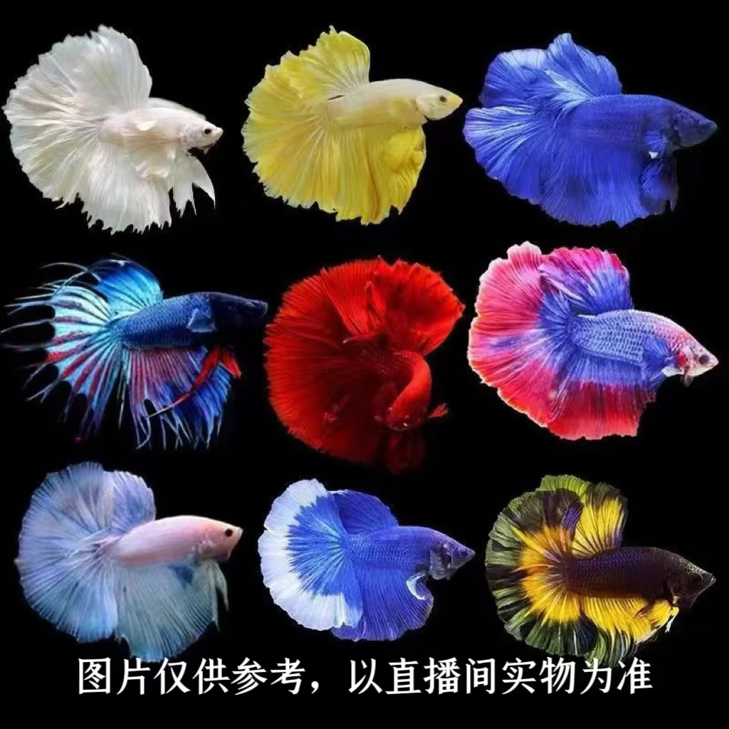 201-300泰国斗鱼小型观赏鱼书房摆件婚纱斗鱼精品泰斗半月斗鱼