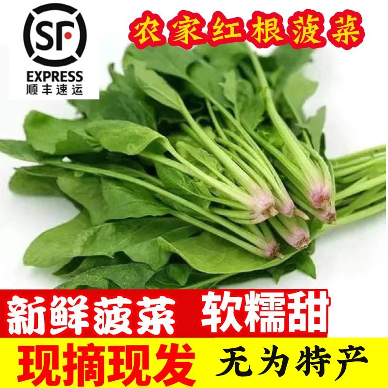 （顺丰）安徽无为特产新鲜蔬菜露天霜冻菠菜矮脚土菠菜新鲜红根菠菜