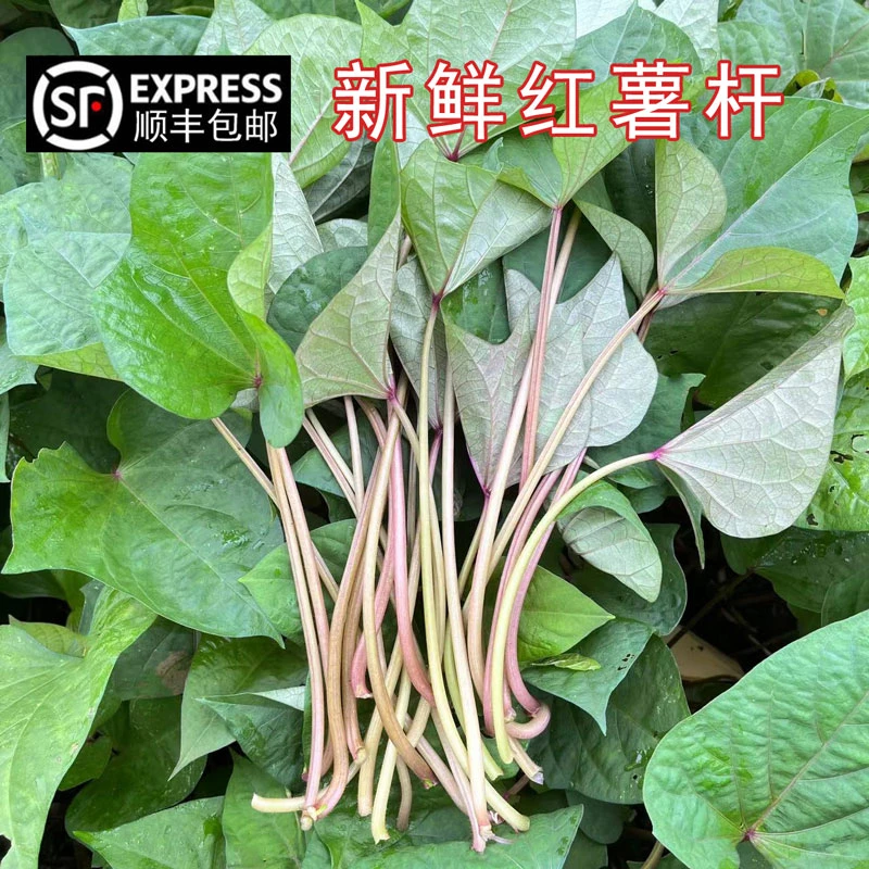 安徽农家自种新鲜红薯梗地瓜梗红苕梗茎番薯藤杆子老品种2斤包邮