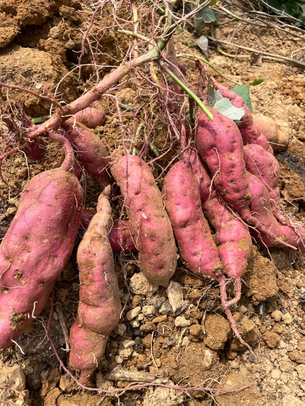 贵州高山本地红薯