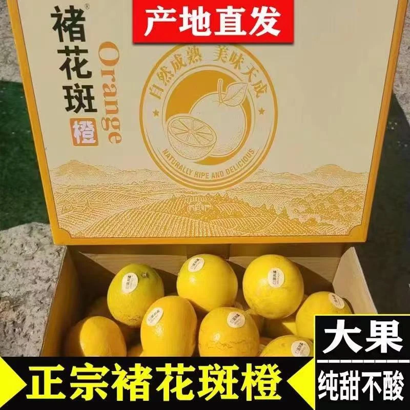 正宗褚橙皮薄褚橙冰糖橙当季新鲜水果花斑果褚橙花皮果10斤手剥橙