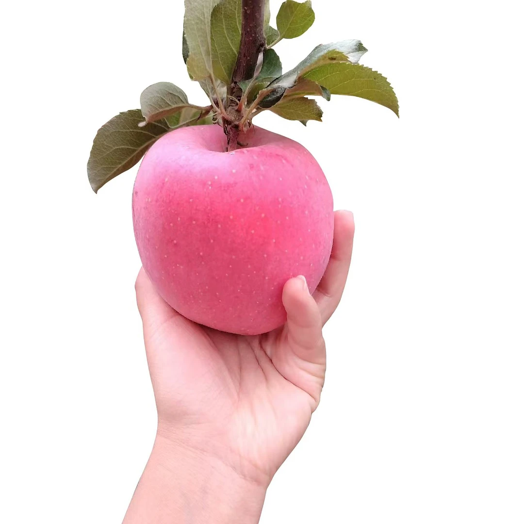 JINGNINGAPPLE/静宁苹果甘肃静宁水晶冰糖心高原红富士
