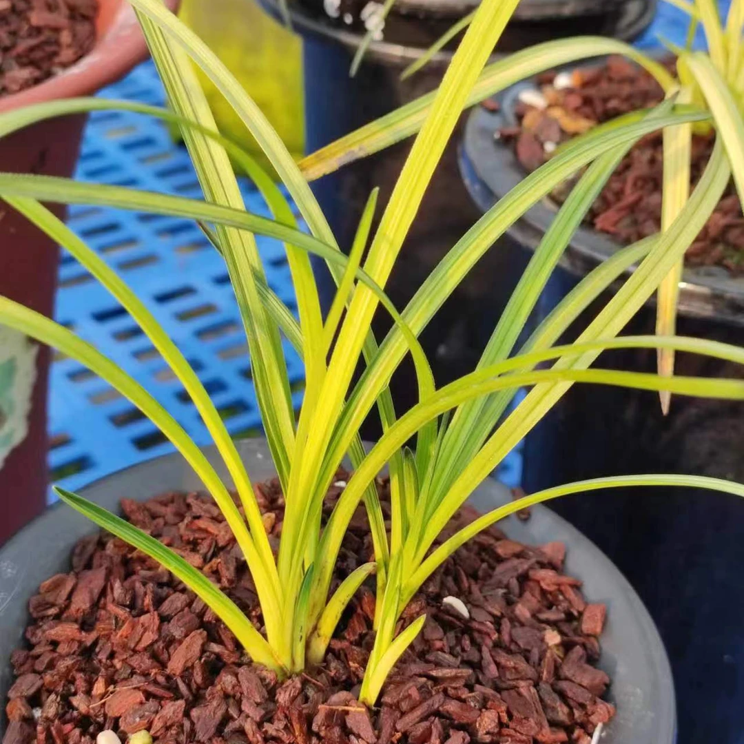 鲜花春兰桌面美观茶台摆件卧室办公桌观赏绿植花卉蕙兰兰草