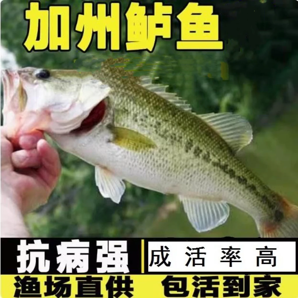 【顺丰包邮】四川优质加州鲈鱼高档名贵水族活体鱼宠物鱼