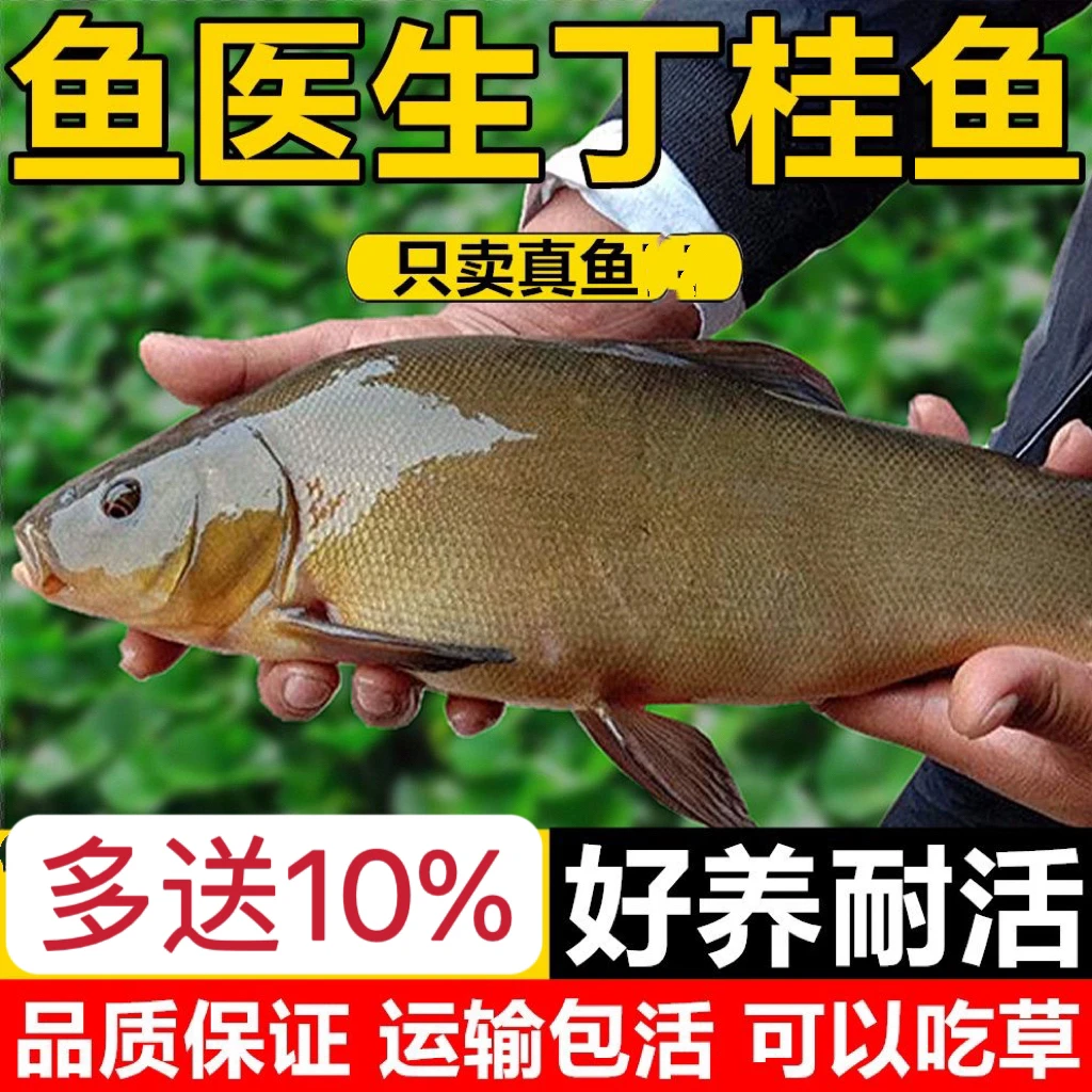 【正品保证】四川特级丁桂鱼须岁高档鱼水族活体新苗宠物鱼渔场包活
