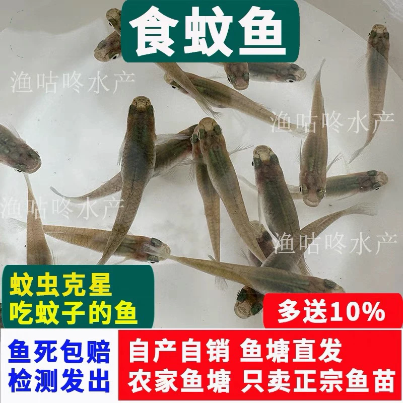 【只卖正品】四川成都优质食蚊鱼大肚鱼饵料鱼水族活体宠物鱼