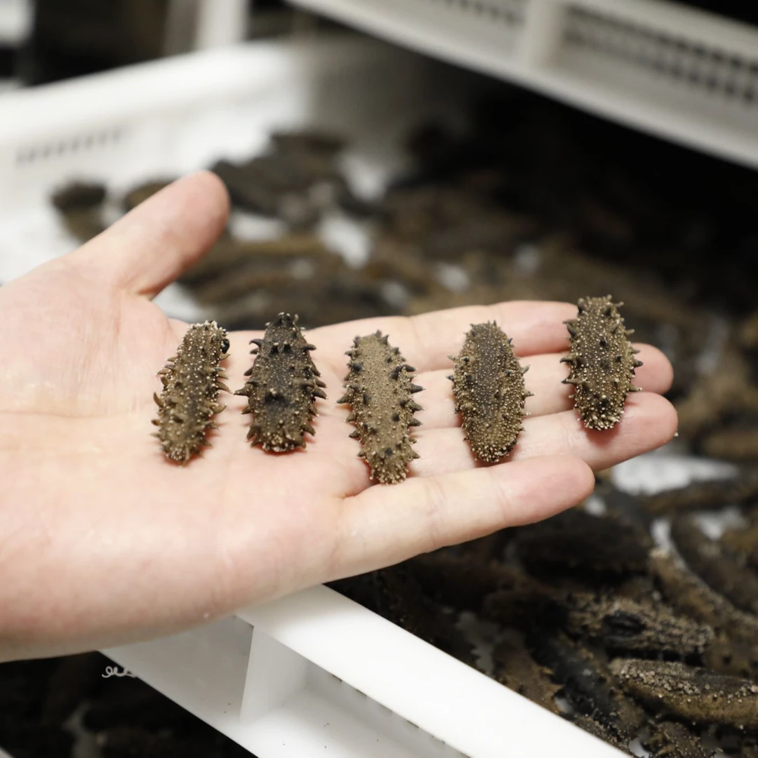 大连大连淡干海参专属链接250g