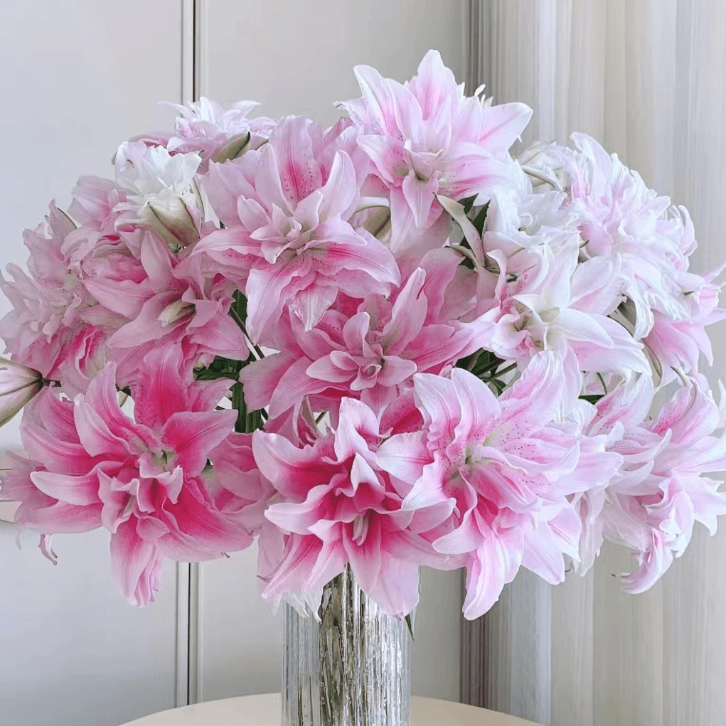 【伊莎贝拉】伊莎贝拉重瓣香水百合 | 全场任意满两单鲜花包邮