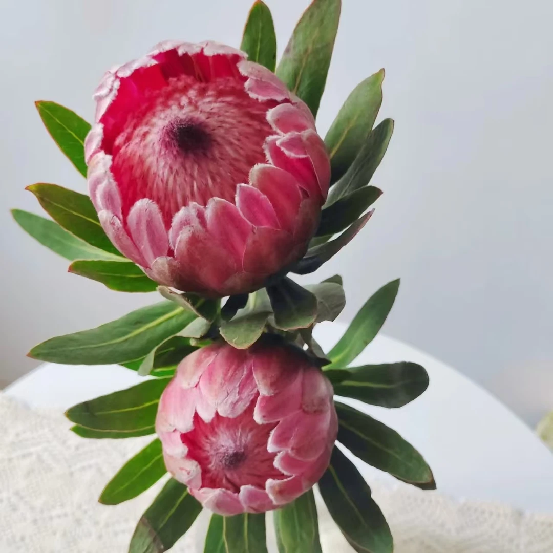 【南非公主】 南非公主  可做干花  | 全场任意满两单鲜花包邮