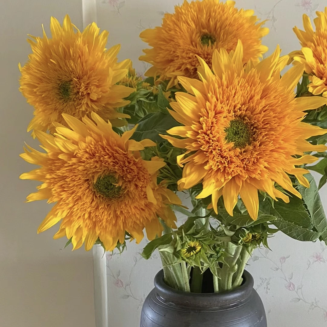 【泰迪向日葵AK】3支泰迪向日葵 花期久  | 全场任意满两单升级快递