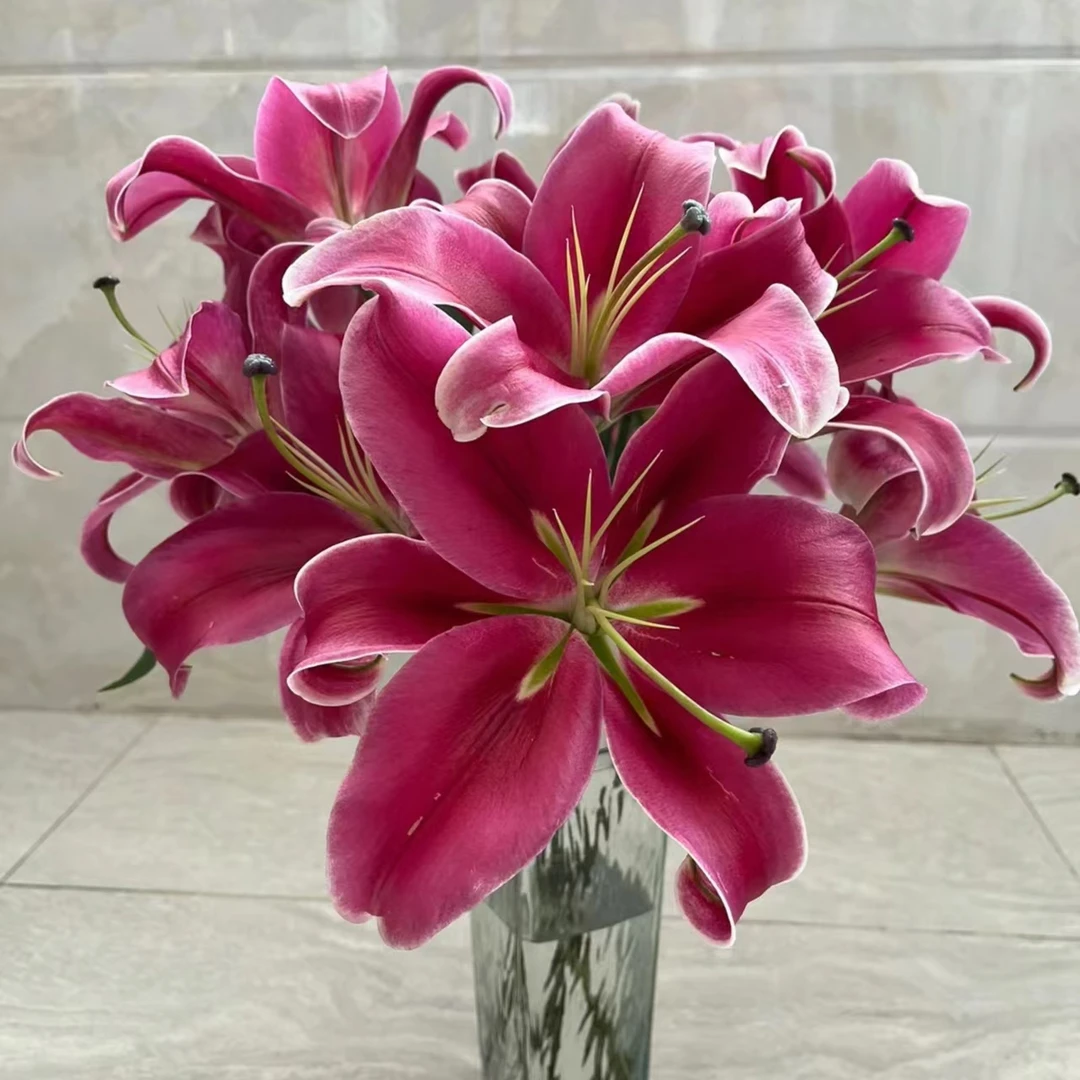 【中国红】中国红香水百合 | 全场任意满两单顺丰包邮