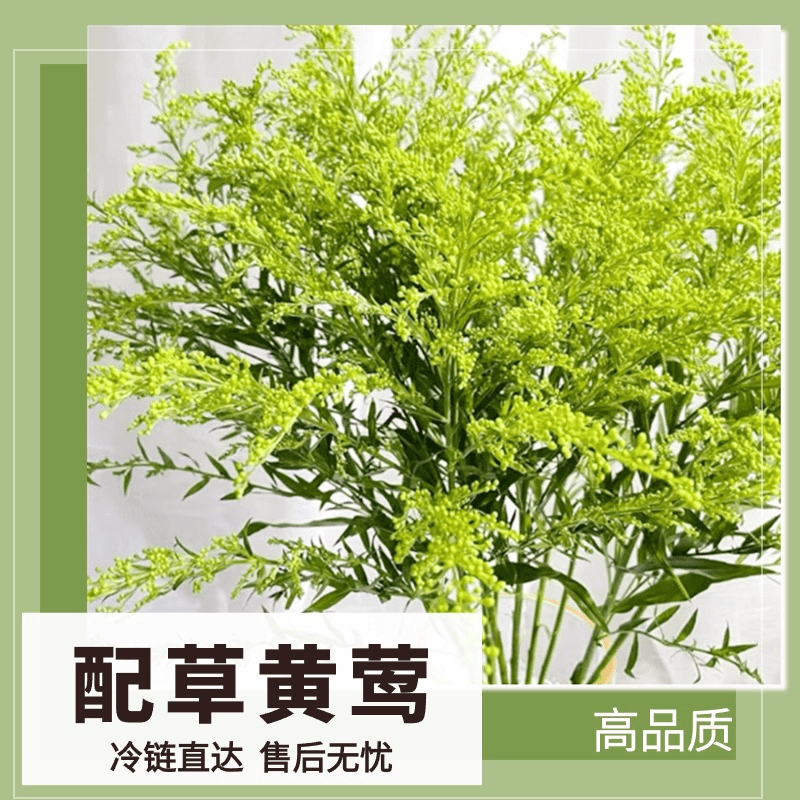 【2单赠花草】黄莺草鲜切花配草云南基地直发鲜花搭档美观