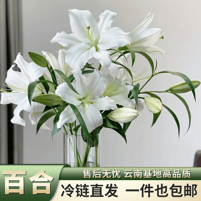 【2单赠花草】西伯利亚白色香水百合鲜切花云南基地直发花期长好养