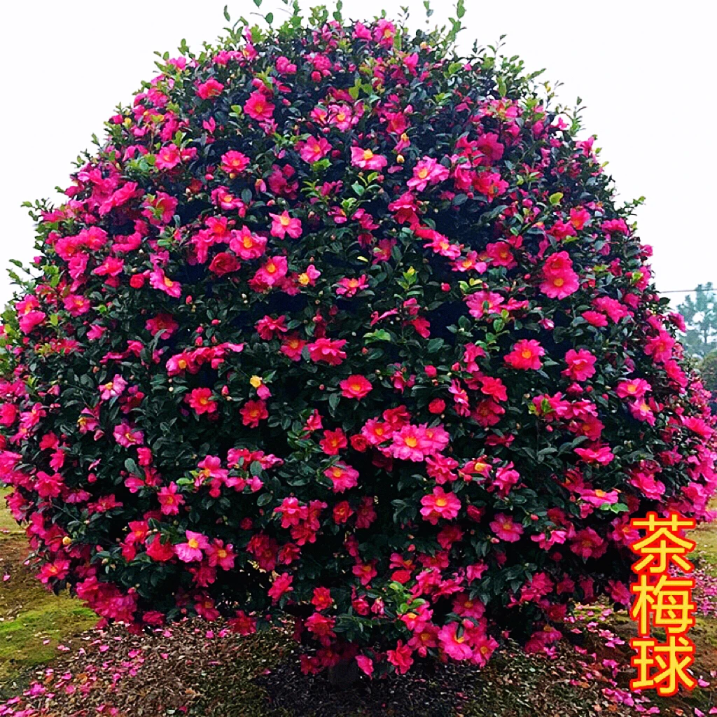 精品茶梅  茶梅球 耐寒花卉  地栽 庭院