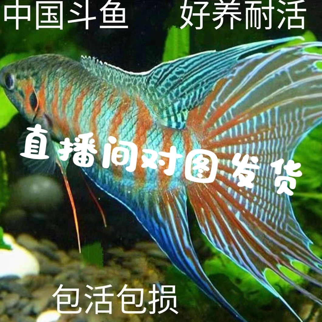 （直播间专用对图发货）改良普 普叉 白兔 蓝蛇 无纹蓝 澳火 白化红