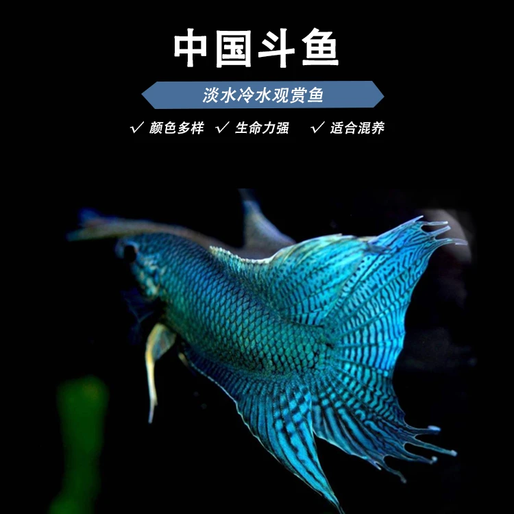 中国斗鱼白兔国斗黄金斗鱼无纹蓝鱼活鱼淡水鱼好养小型冷水观赏鱼