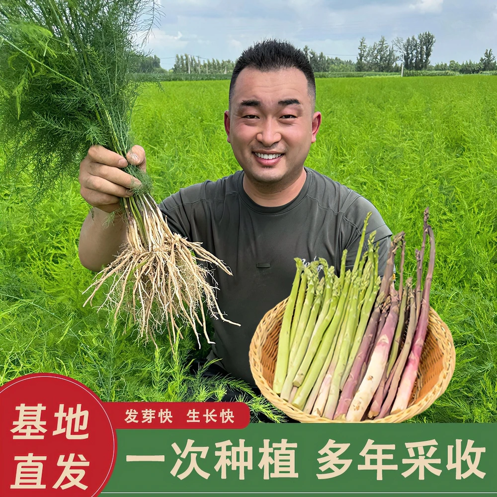 小马芦笋苗根绿色芦笋根苗四季种植蔬菜种苗阳台盆栽地栽多年生