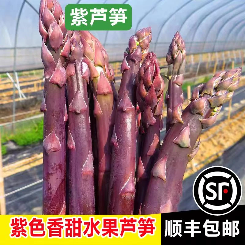2025年头茬山东曹县新鲜蔬菜紫色水果芦笋 白芦笋 绿芦笋酒店专供