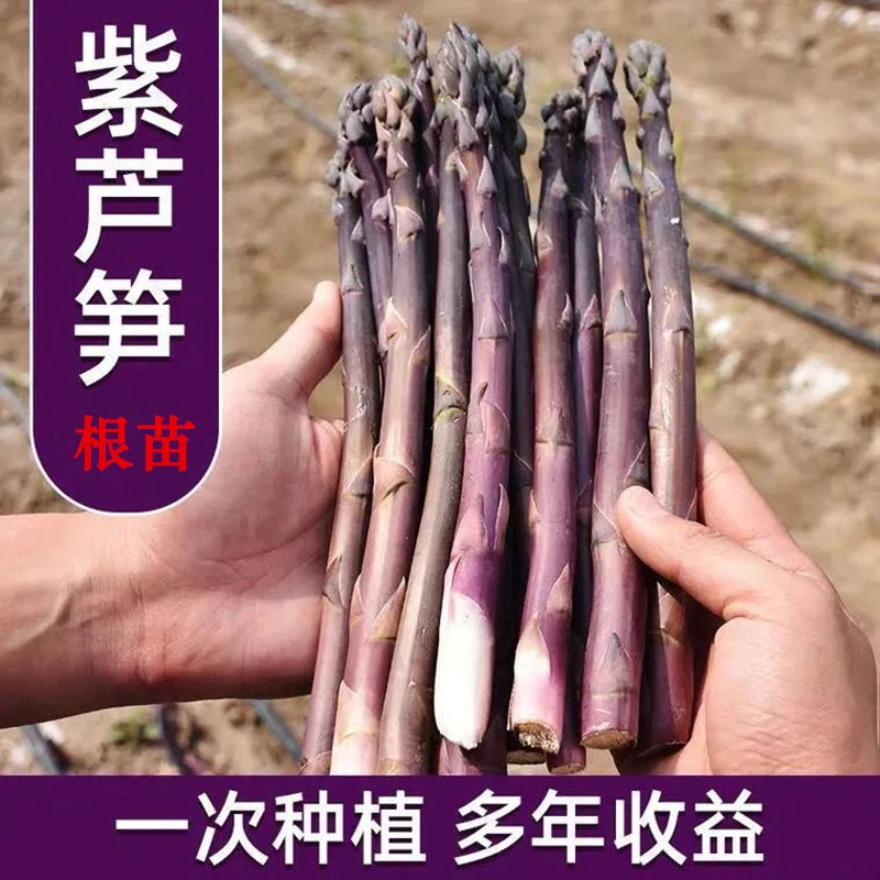 紫色芦笋根苗四季种植蔬菜种苗阳台盆栽地栽多年生