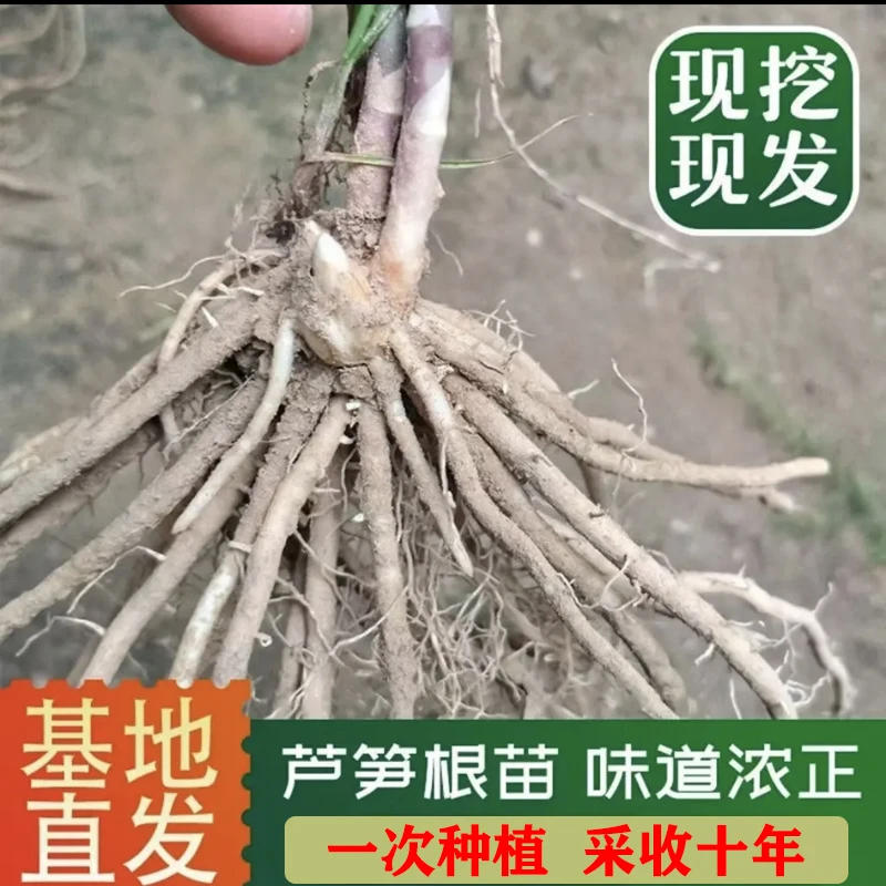 四季芦笋苗耐寒耐热 盆栽地栽均可当年采收绿色正宗鲜嫩种植纯正