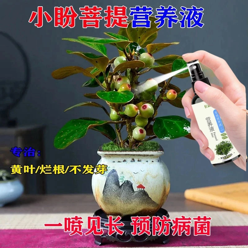 小盼菩提营养液四季绿植物肥防黄叶枯萎家用室内促开花结果液体肥