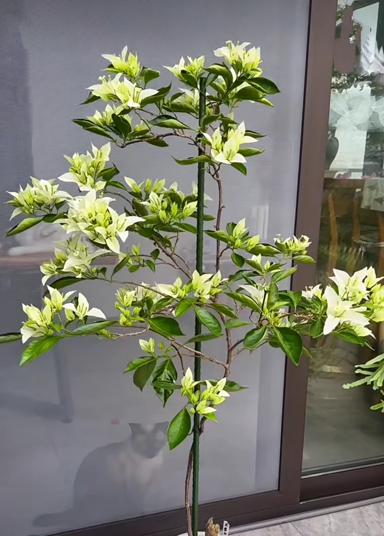 新加坡大宫白三角梅老桩（勤花爬藤）