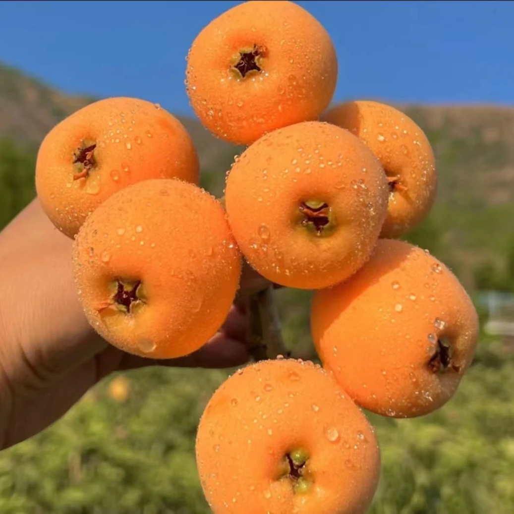 川蜀仁品【京东快递】四川精品土枇杷五星琵琶枇杷果5斤装坏果包赔